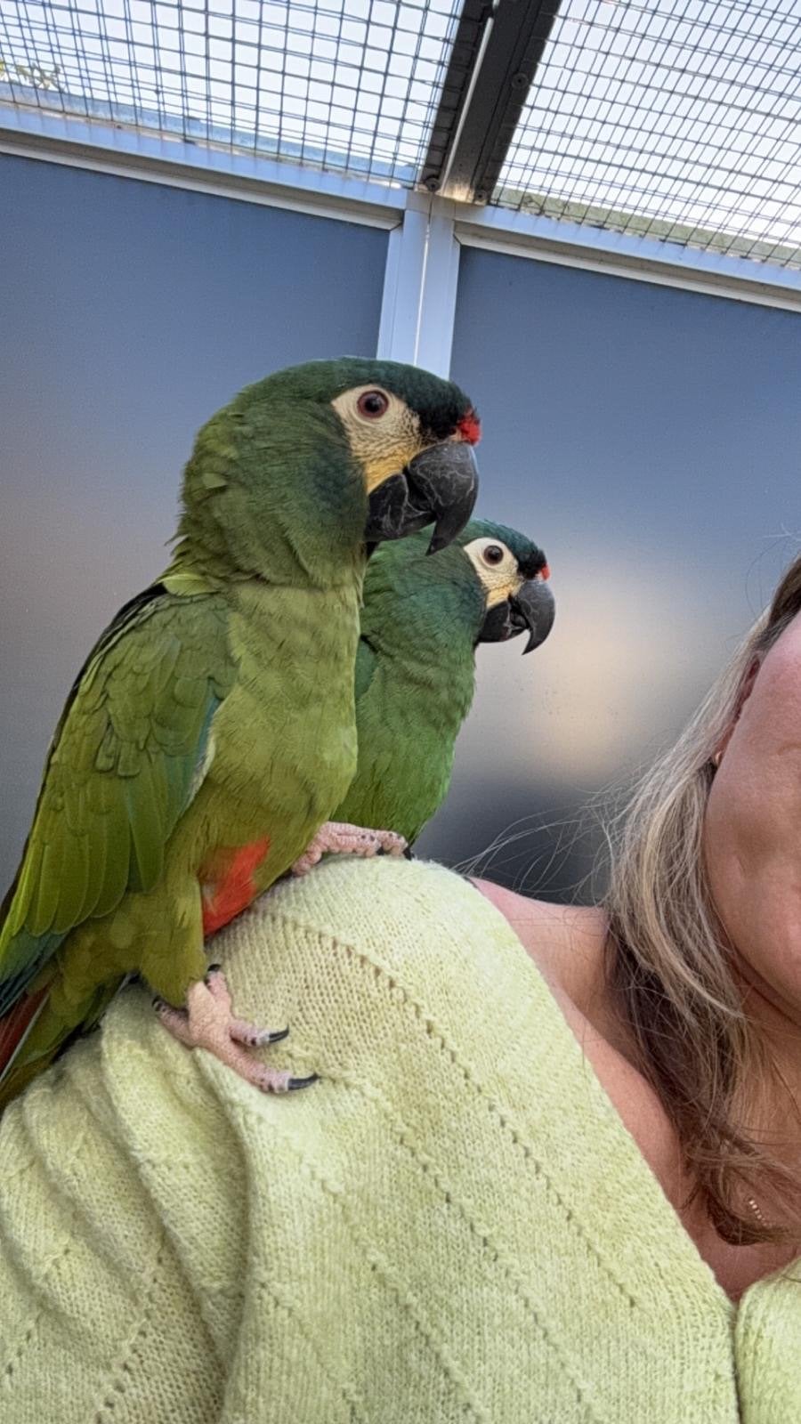 Ara maracana koppel onverwant, Meerdere dieren, Papegaai