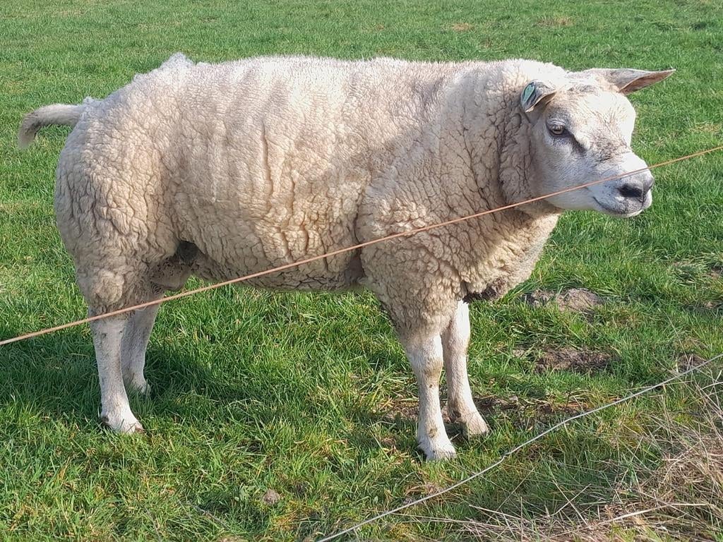 Dekram, texelaar stamboek, Dieren en Toebehoren, Mannelijk, Schaap