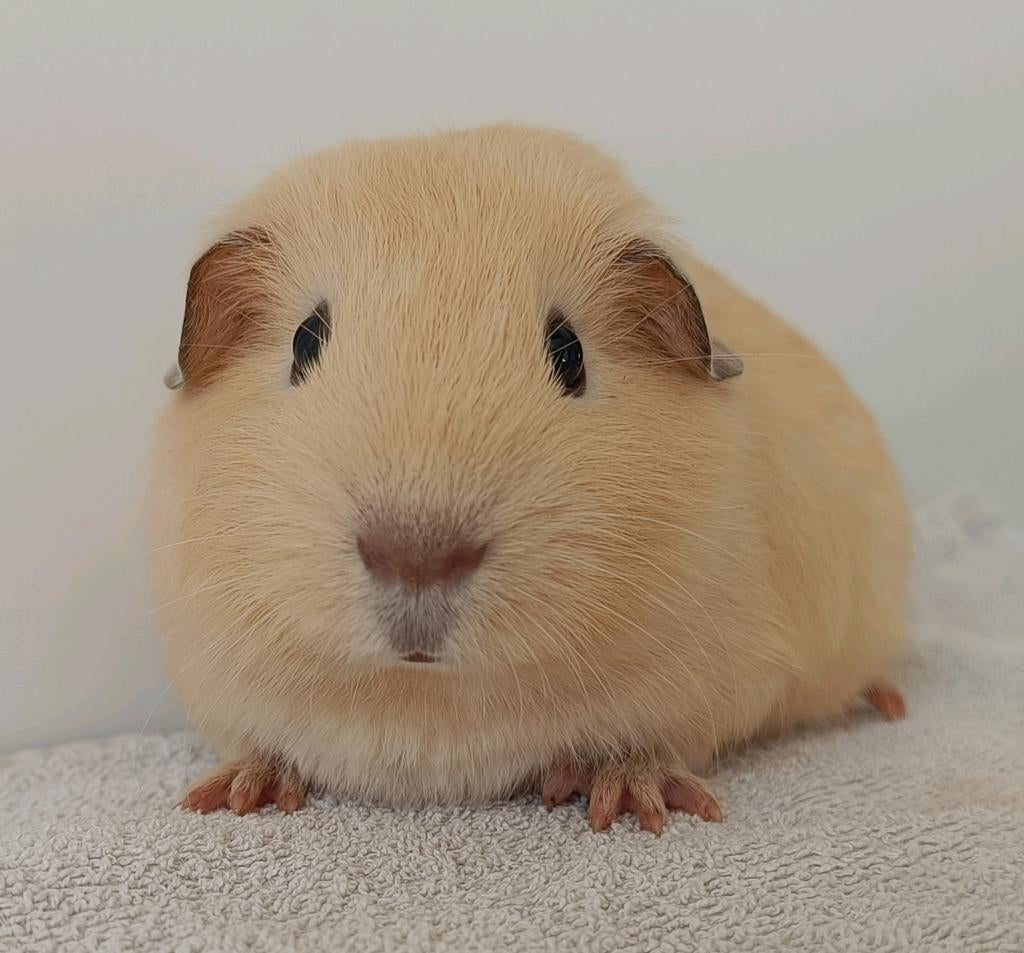 Meerdere jonge cavia's te koop, Dieren en Toebehoren, Februari, Mannelijk, Cavia