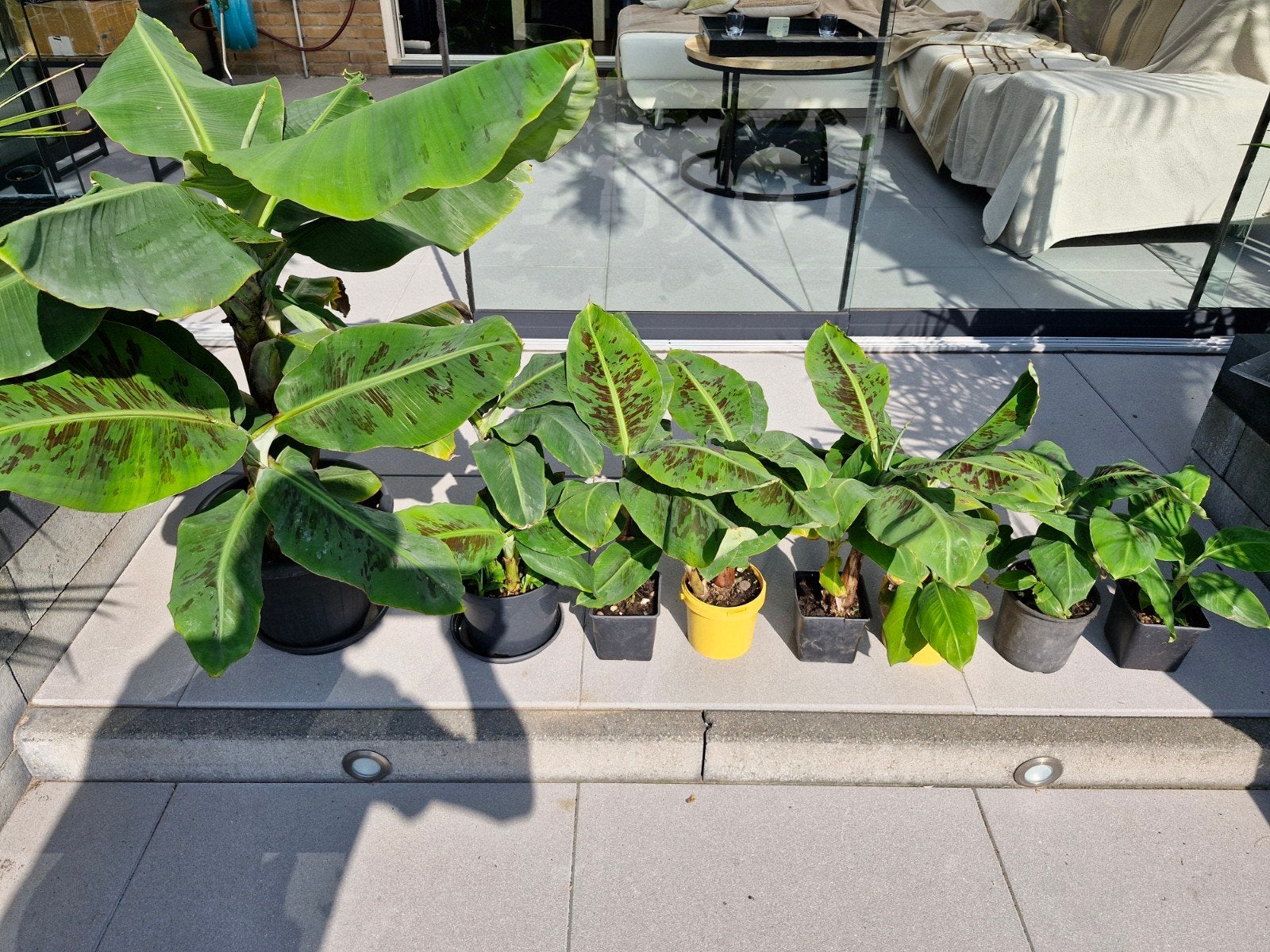 Bananenplan, Ophalen, Overige soorten, Volle zon