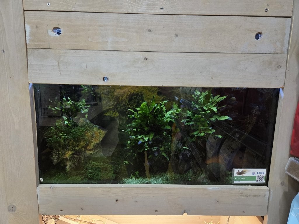 axolotl, Dieren en Toebehoren, Reptielen en Amfibieën, Amfibie, Met terrarium, 3 tot 6 jaar