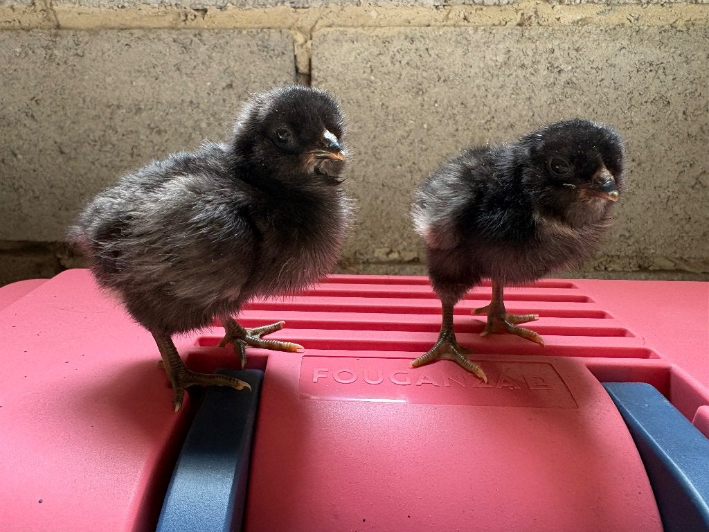 araucana hennen, Dieren en Toebehoren, Vrouwelijk, Kip