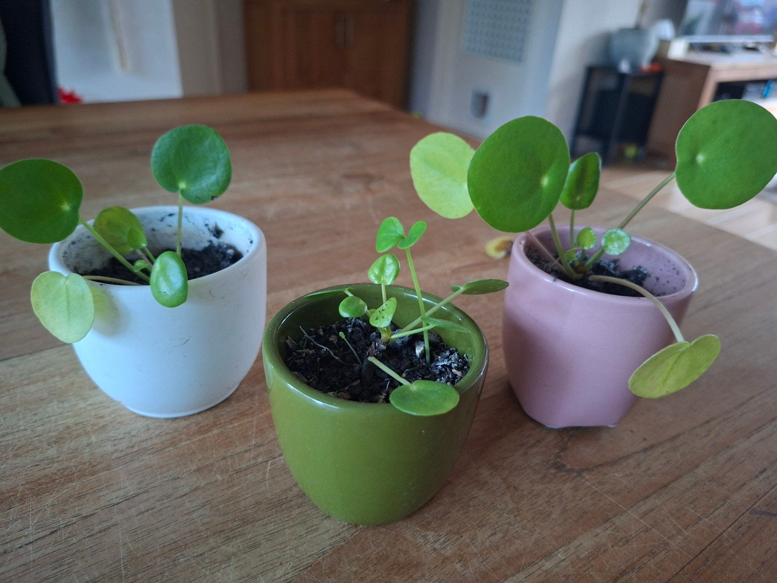 Pannenkoekplantjes (Pilea Peperomioides), Ophalen, Overige soorten, Halfschaduw, In pot
