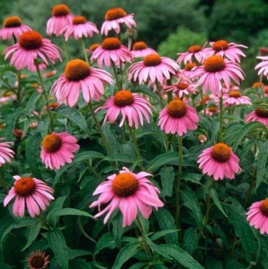Zonnehoed roze plantjes, Volle zon, Vaste plant, Zomer, Ophalen