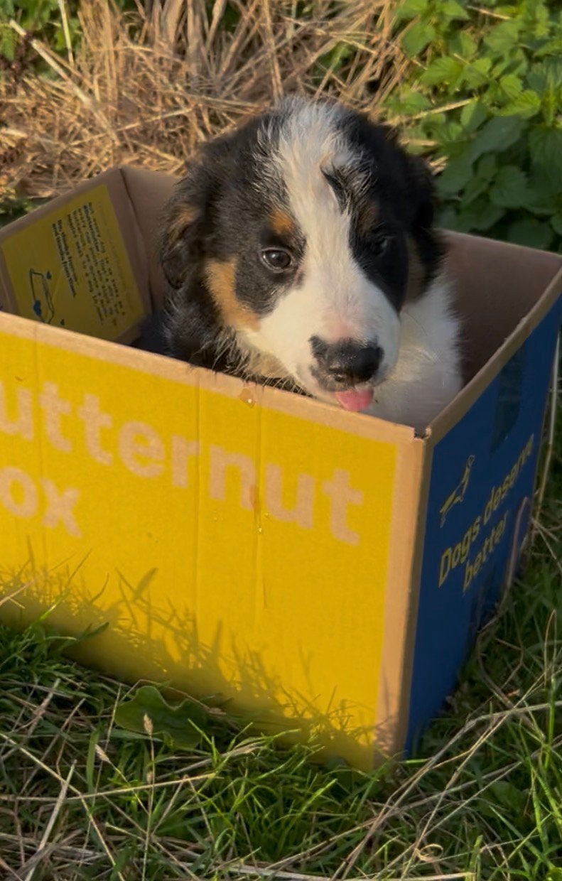 Prachtige border collie pup !!!  SABLE kleur, Reu, 8 tot 15 weken, Eén hond, CDV (hondenziekte)