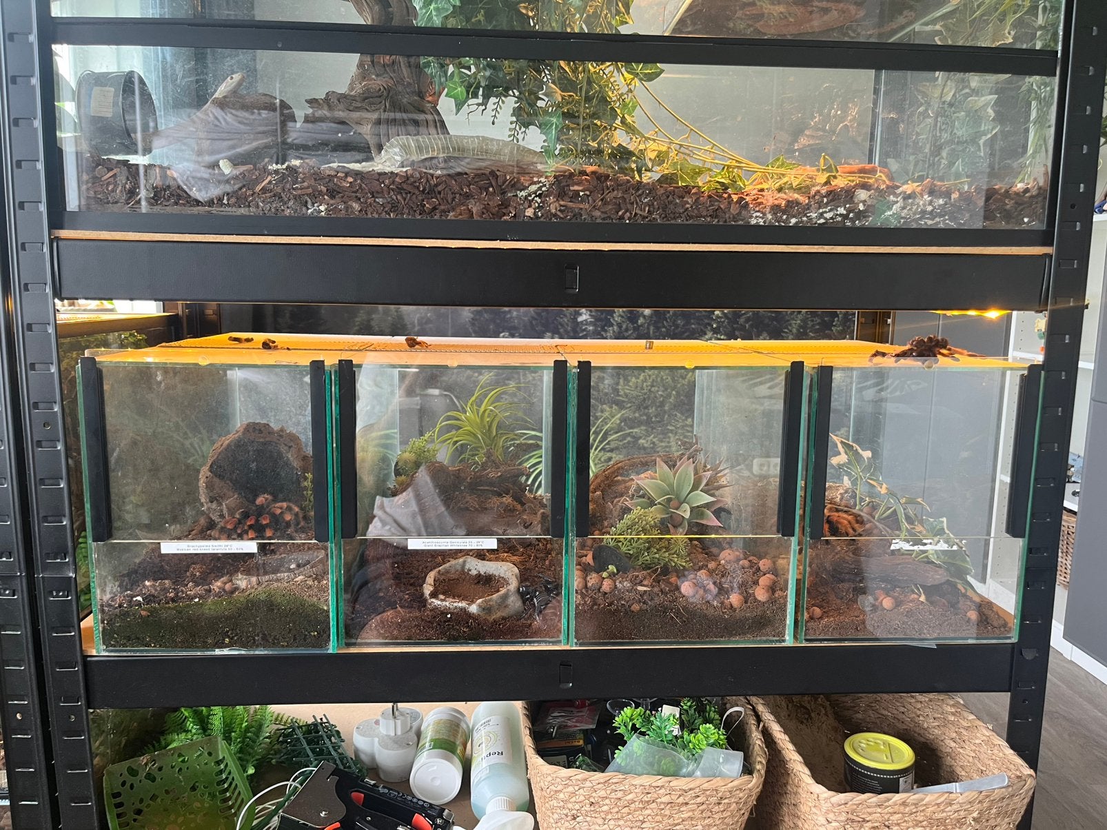 Spinnenstraat / Terrarium, Dieren en Toebehoren, Reptielen en Amfibieën | Toebehoren, Ophalen of Verzenden