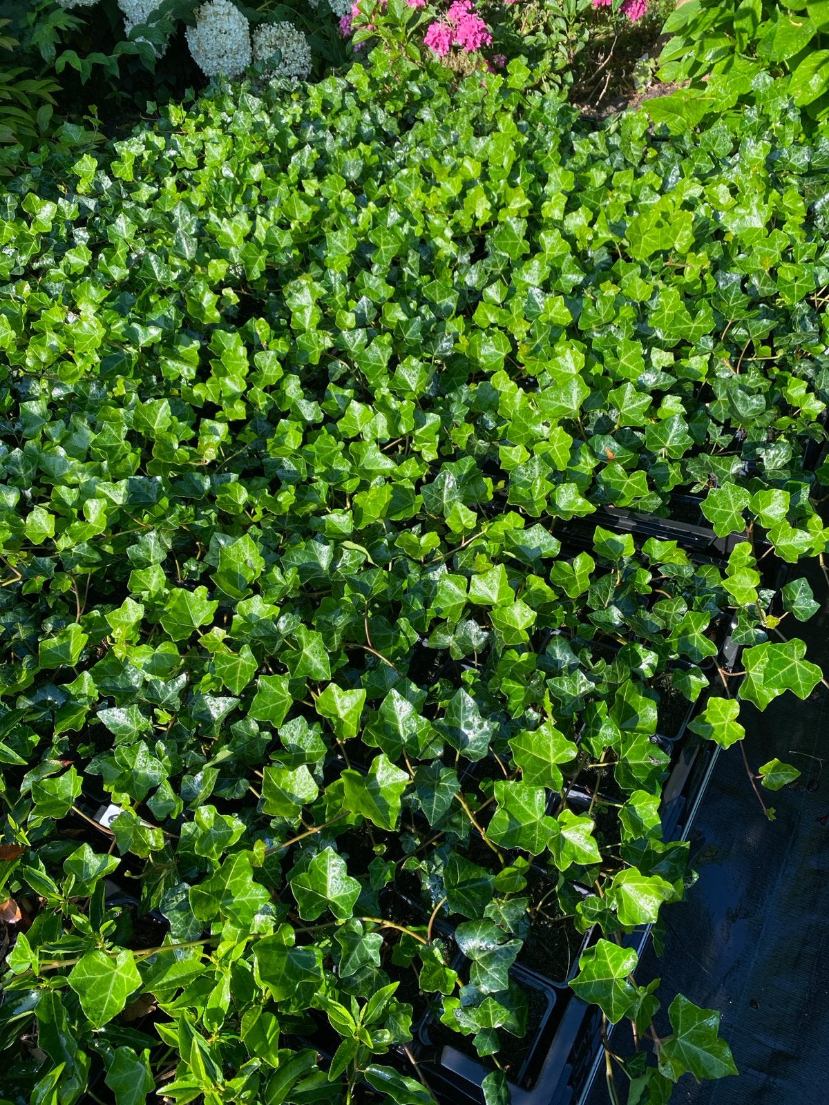 Hedera hibernica - Ierse klimop, Tuin en Terras, Ophalen, Vaste plant, Bloeit niet, Halfschaduw