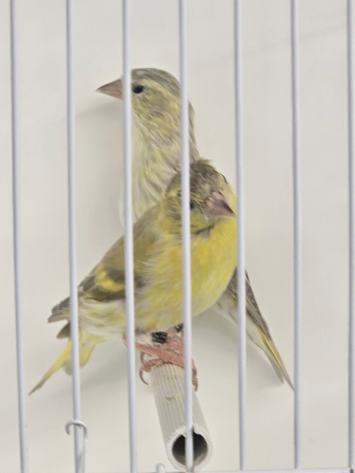 Koppel Isabel Europese Sijzen 2025

Correct geringd, Meerdere dieren, Wildzangvogel, Geringd