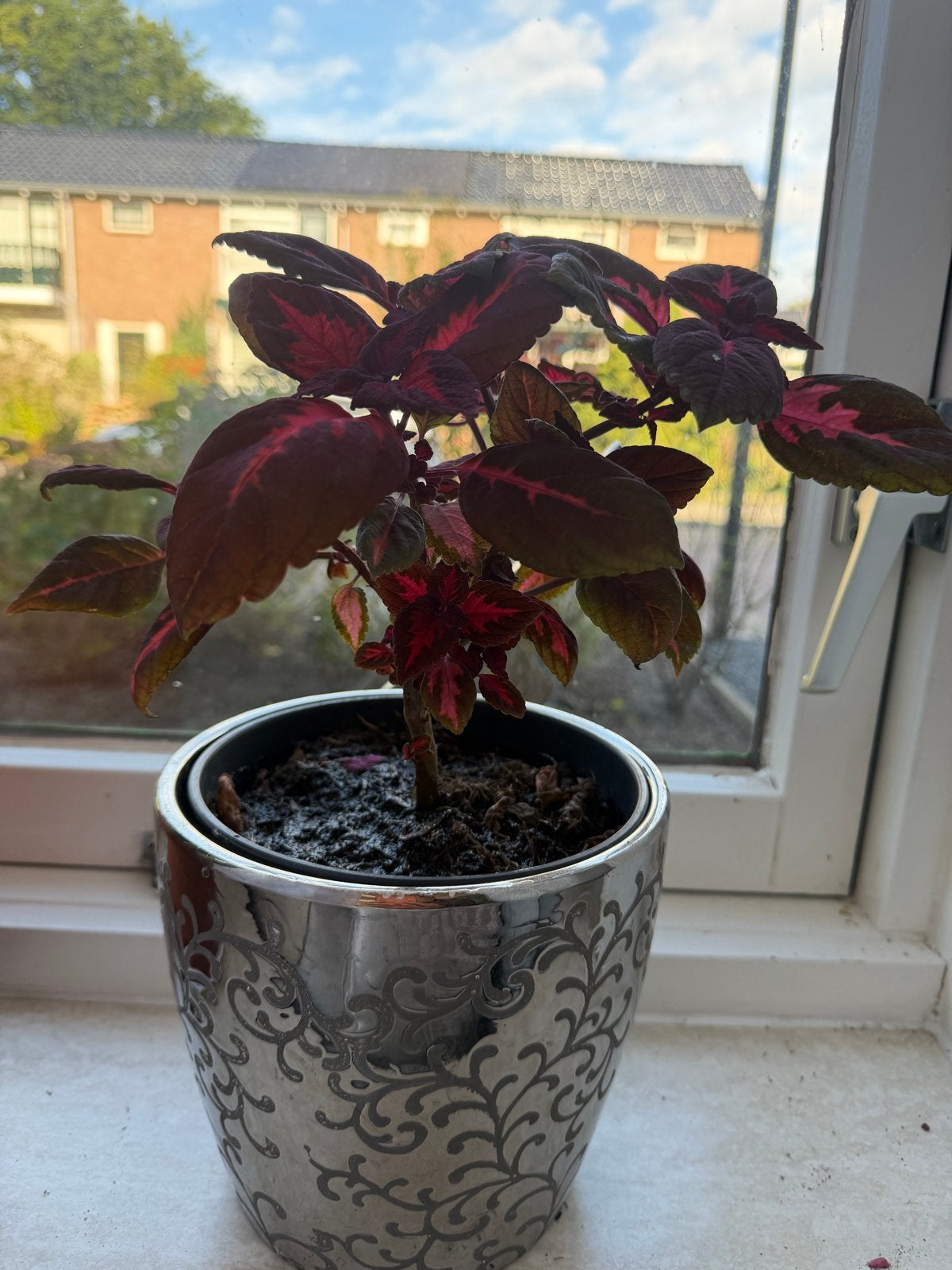 Kleurrijke Coleus plant in sierpot, Tuin en Terras, Eenjarig, Bloeit niet, Halfschaduw, Ophalen
