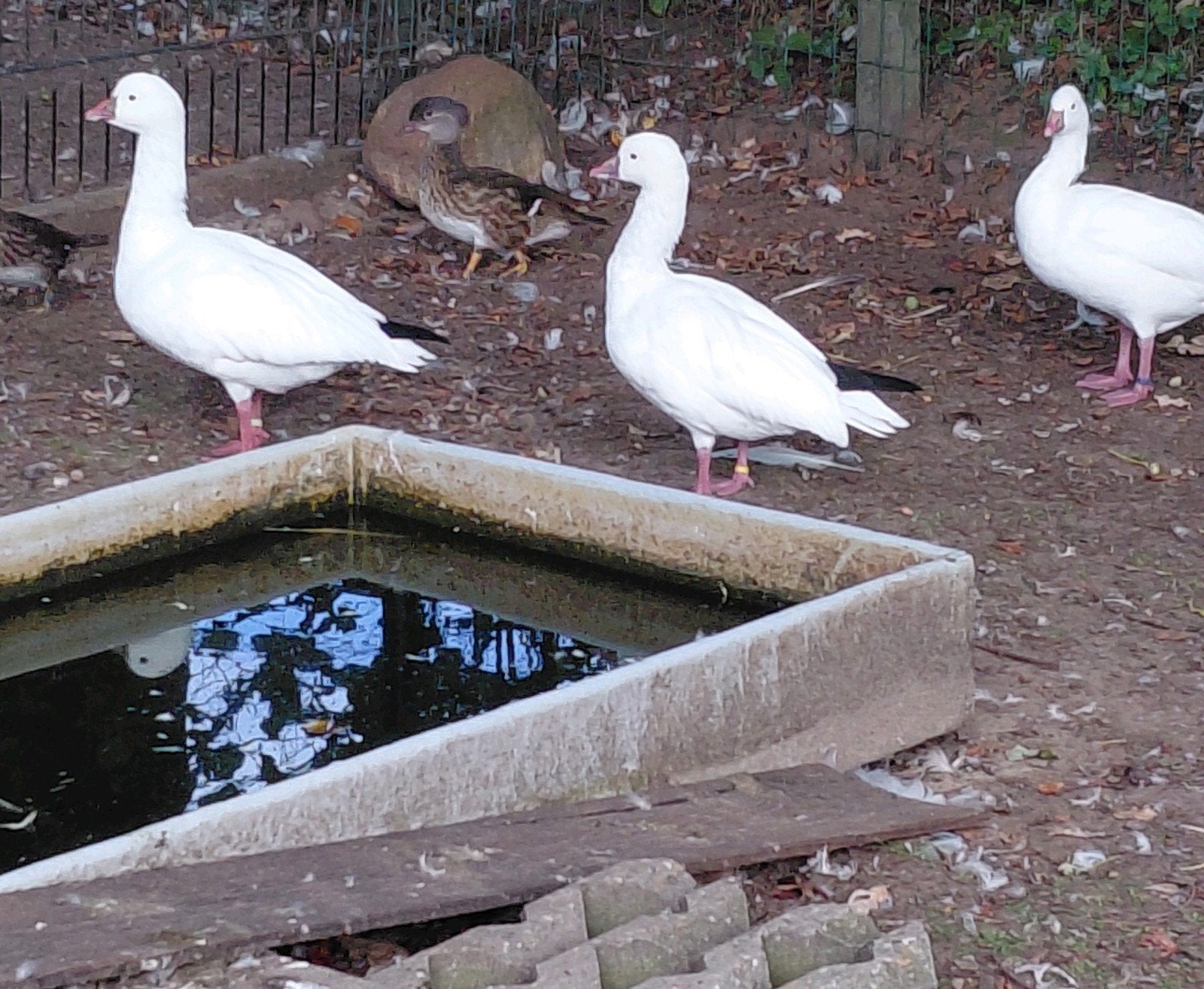 Ross gans vrouwelijk, Vrouwelijk, Gans of Zwaan