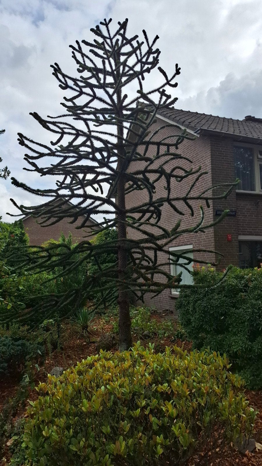 Unieke Apenboom (Araucaria araucana) - Grote blikvanger, Tuin en Terras, Planten | Bomen, Bloeit niet, Overige soorten, 400 cm of meer