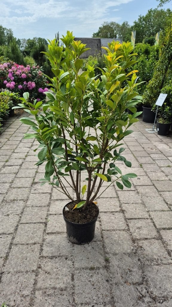 Restpartij laurier - Bonaparte, Tuin en Terras, Planten | Struiken en Hagen, Ophalen, Laurier, Haag, Minder dan 100 cm