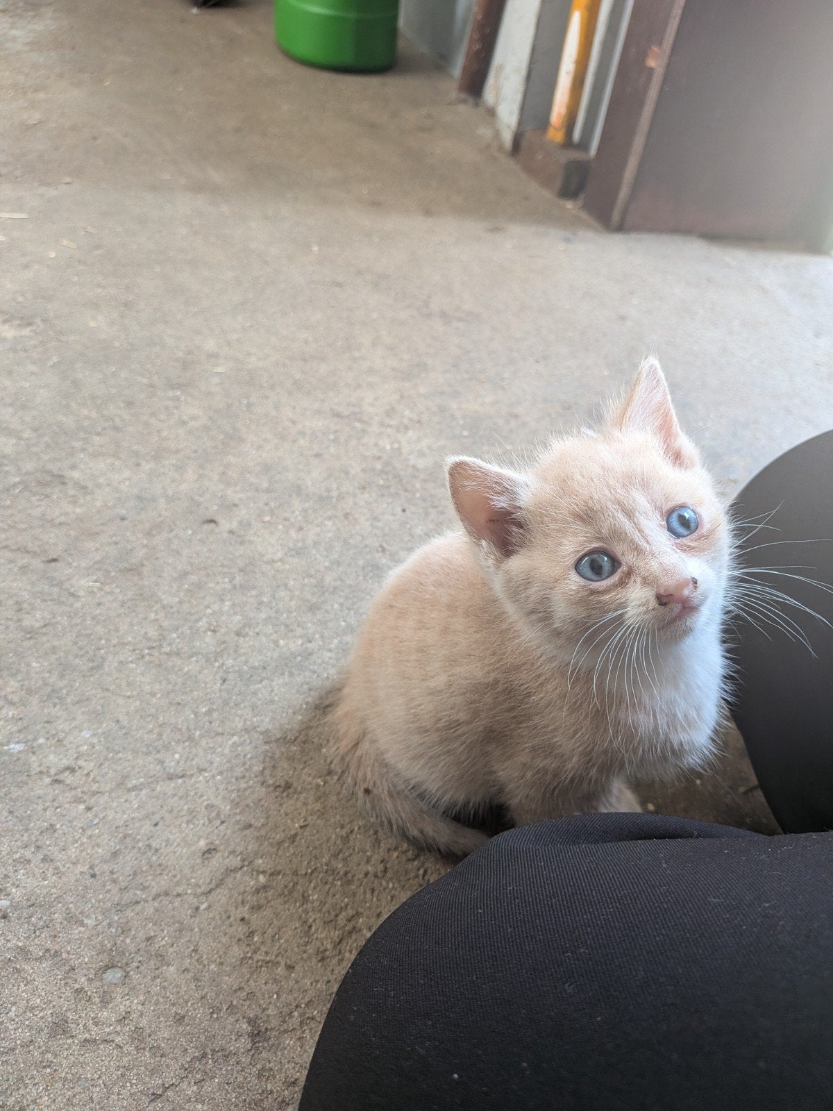 kittens te koop, Meerdere dieren