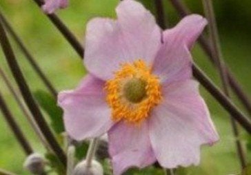 Anemone 'Hadspen Abundance' - Vaste plant P9, Overige soorten, Vaste plant, Ophalen of Verzenden, Halfschaduw