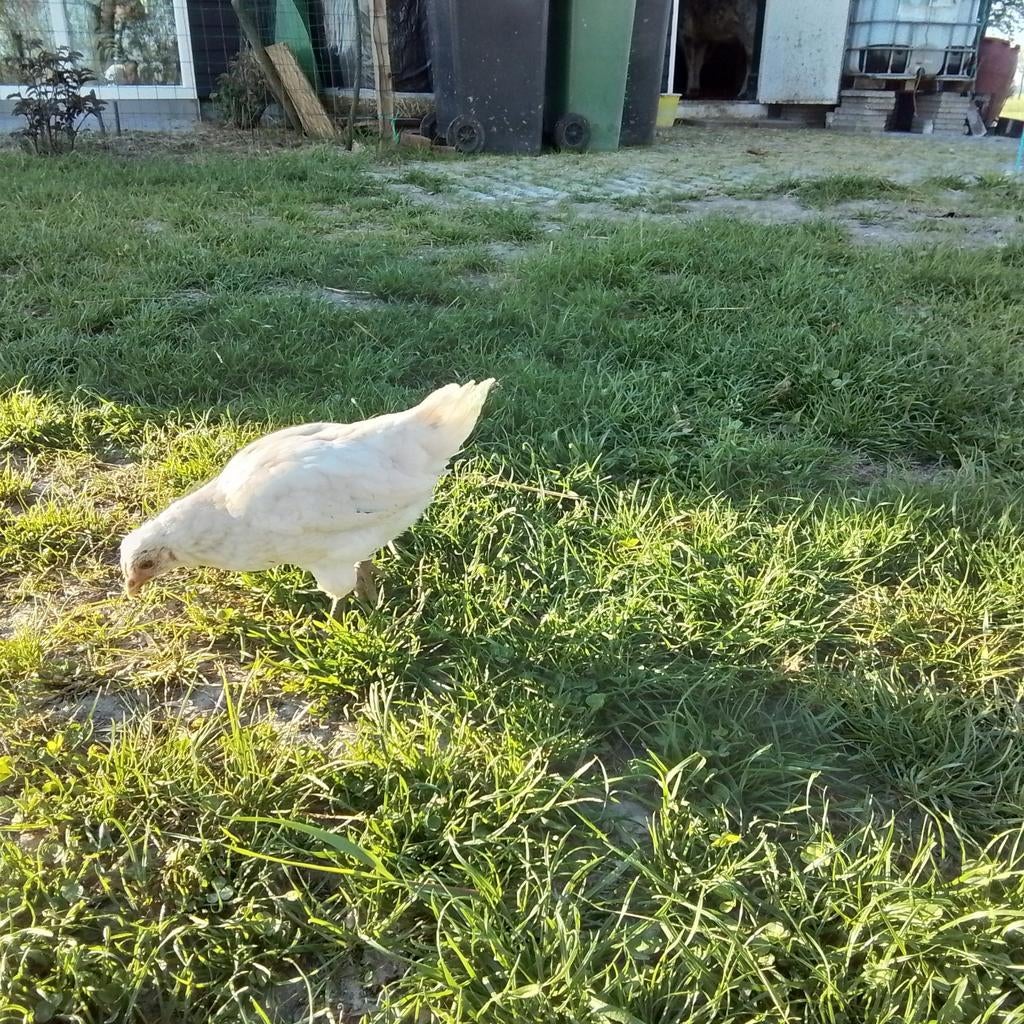 Jonge haantjes (Fries hoen x Araucana), Dieren en Toebehoren, Pluimvee, Mannelijk, Kip