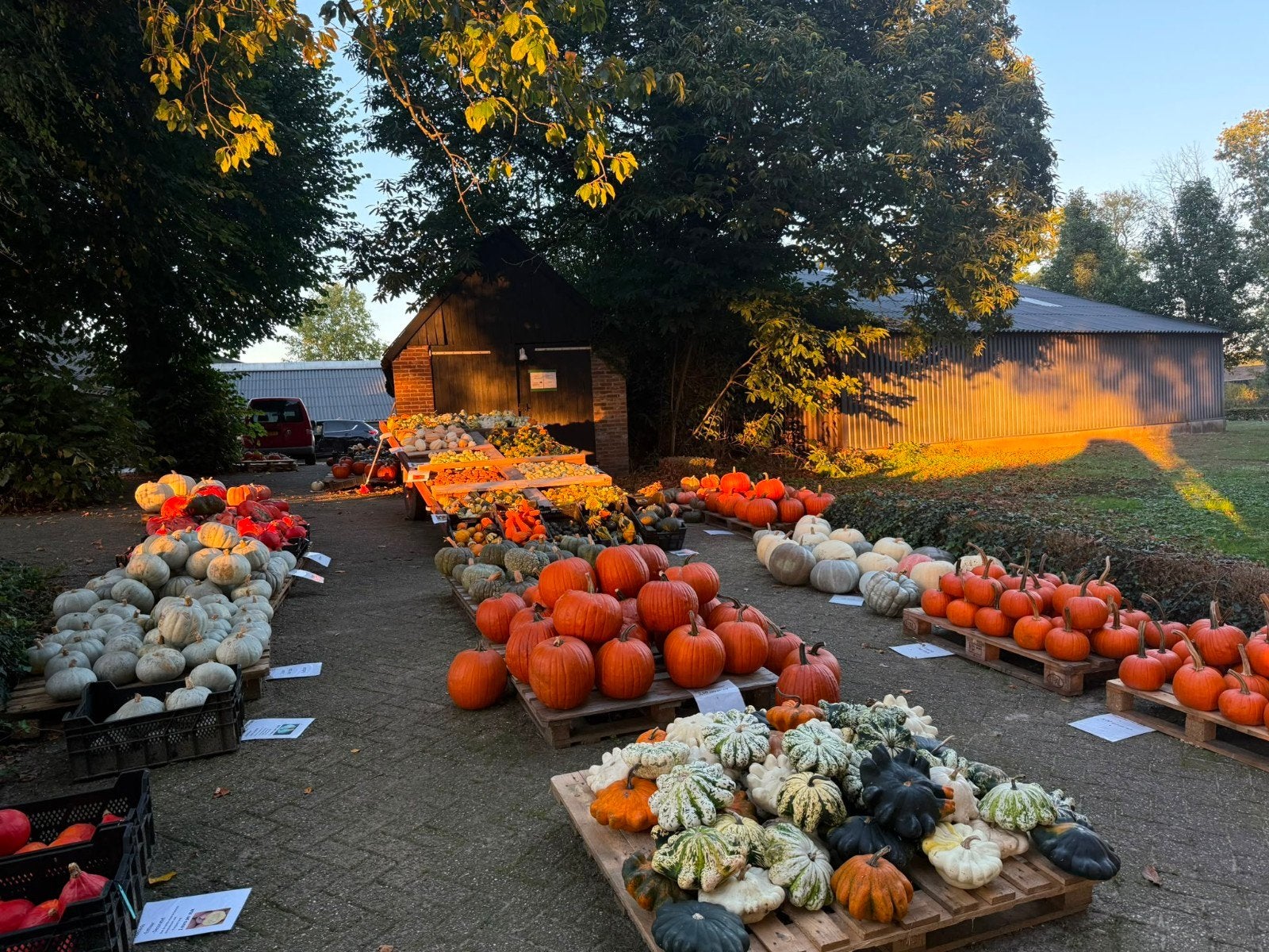 Sierkalebassen en Pompoenen, Tuin en Terras, Ophalen, Nieuw