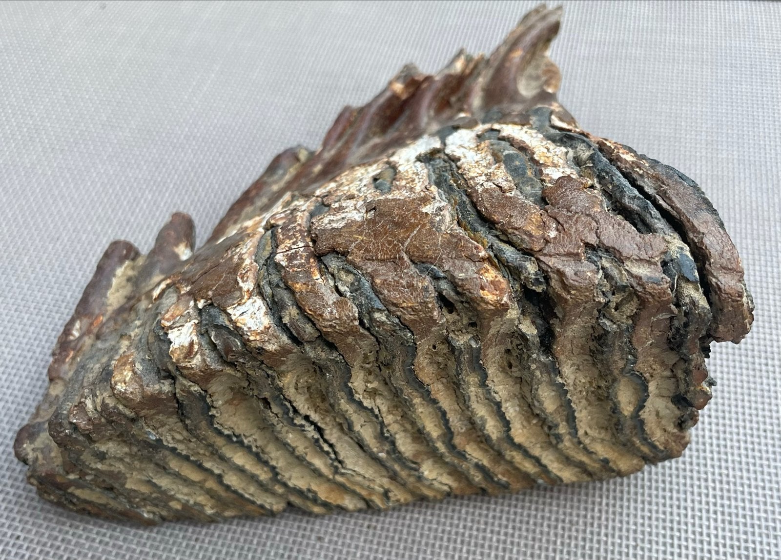 Mammoet kies uit de Noordzee - Onbehandeld, Verzamelen, Mineralen en Fossielen, Ophalen, Fossiel