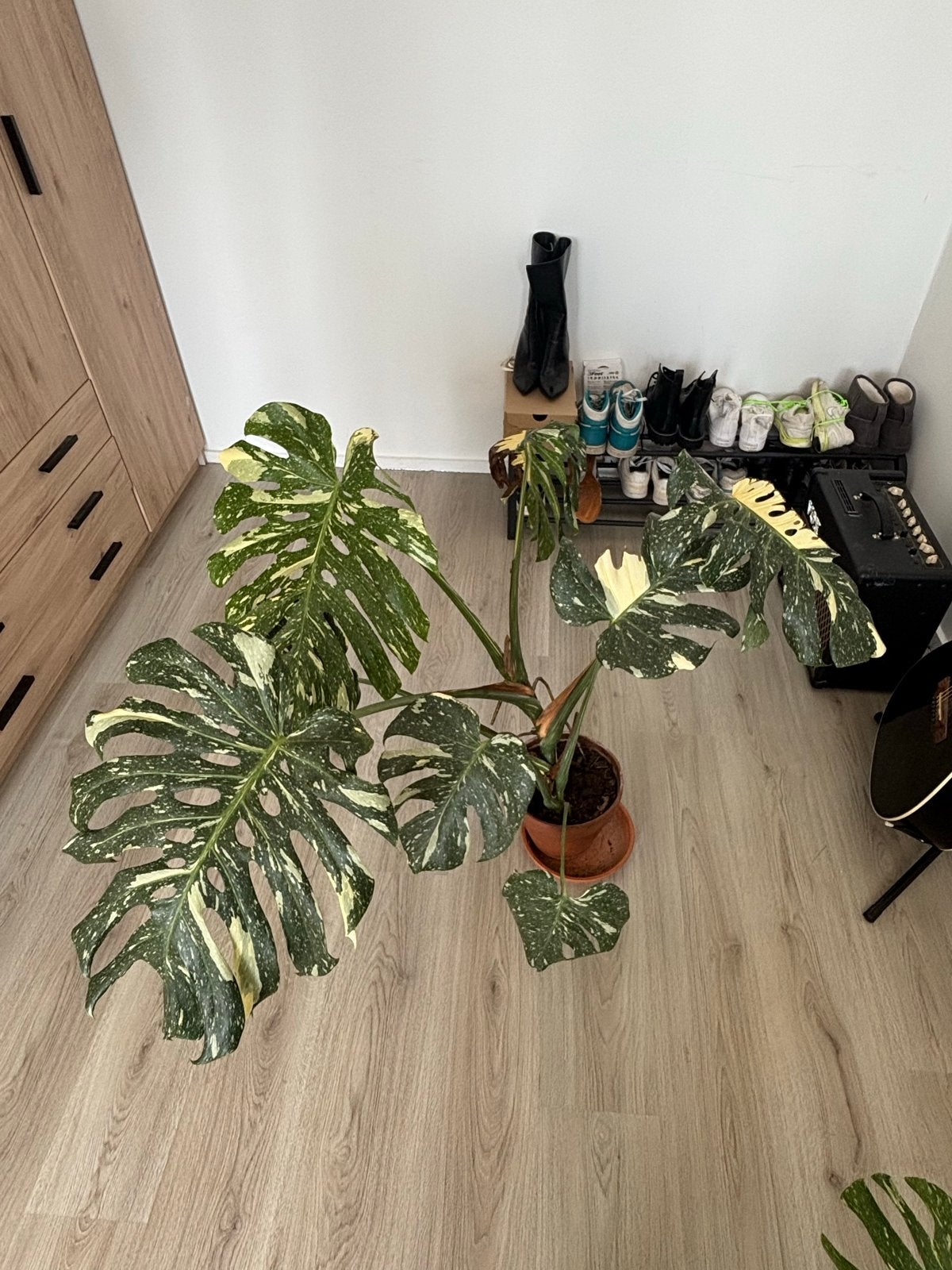 Grote en gezonde Monstera Thai Constellation, Huis en Inrichting, Ophalen, 100 tot 150 cm, Overige soorten, Halfschaduw