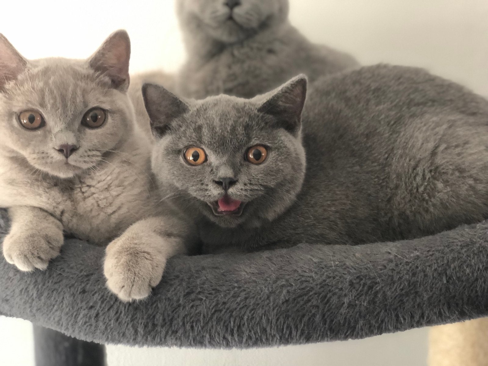Brits Britse korthaar kittens, Dieren en Toebehoren, Meerdere dieren, Gechipt, 0 tot 2 jaar