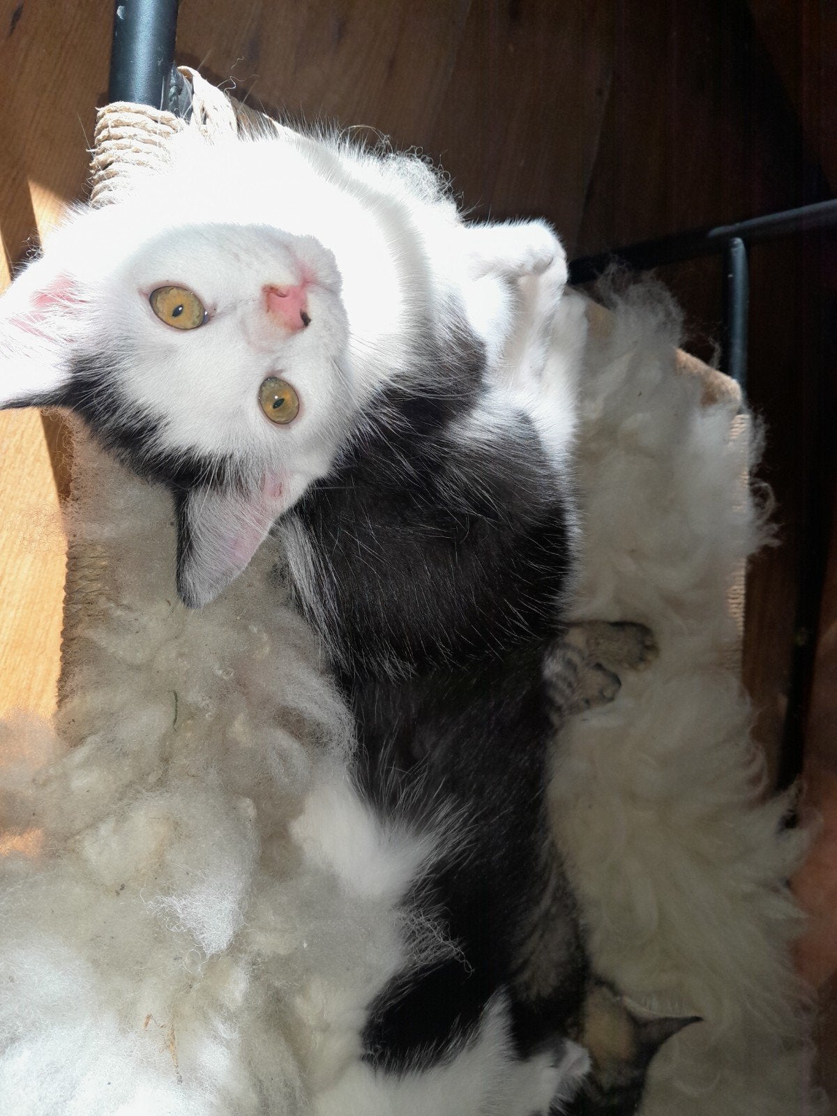 Mooie kruising Ragdoll kittens, Meerdere dieren, 0 tot 2 jaar