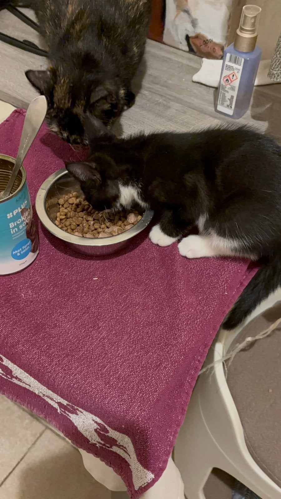 Boerderij kittens te koop, Poes, Kortharig