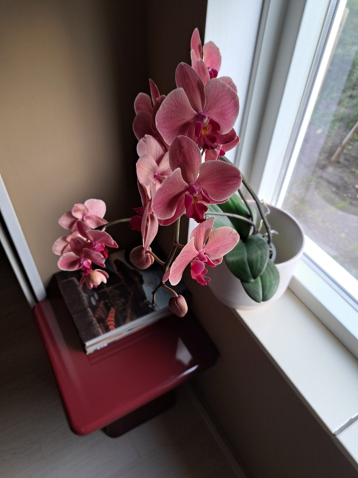 Prachtige oud roze Orchidee - Phalaenopsis, Vaste plant, Halfschaduw, Lente, Ophalen
