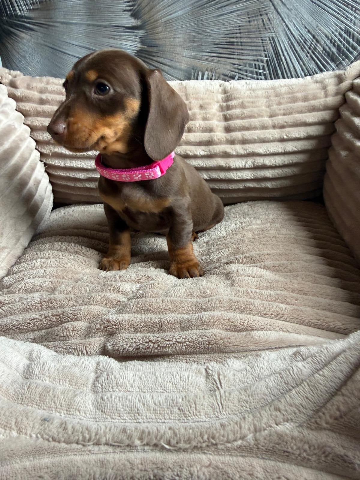 Teckel puppy’s choco&tan // black&tan, Kaninchen, 8 tot 15 weken, Korthaar, Meerdere