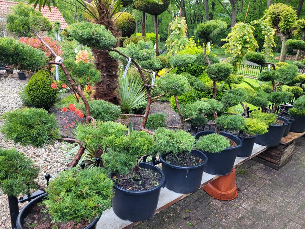 Juniperus Bonsai Vormsnoei Pon Pon Bomen vanaf €89, Volle zon, Vaste plant, Bloeit niet, Ophalen