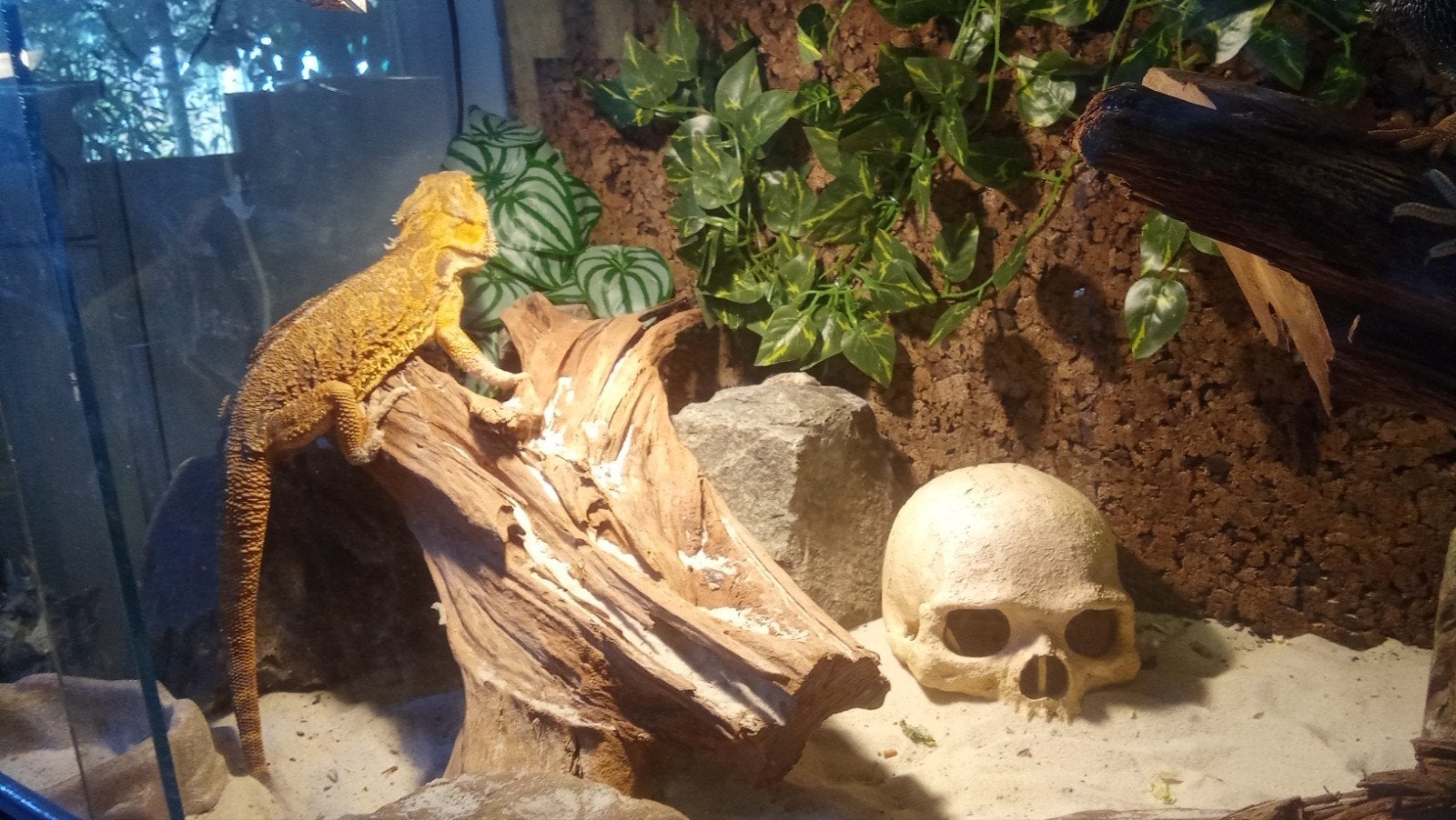 baardagaam vrouwtje 4 jaar Bearded Dragon - female for sale from T.S.