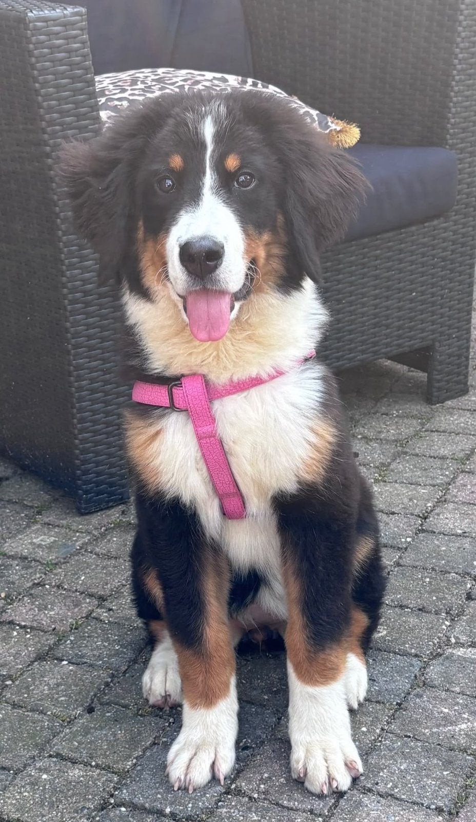 Te koop Berner sennen pup, Dieren en Toebehoren, 15 weken tot 1 jaar, Sennenhond, Teef, Parvo
