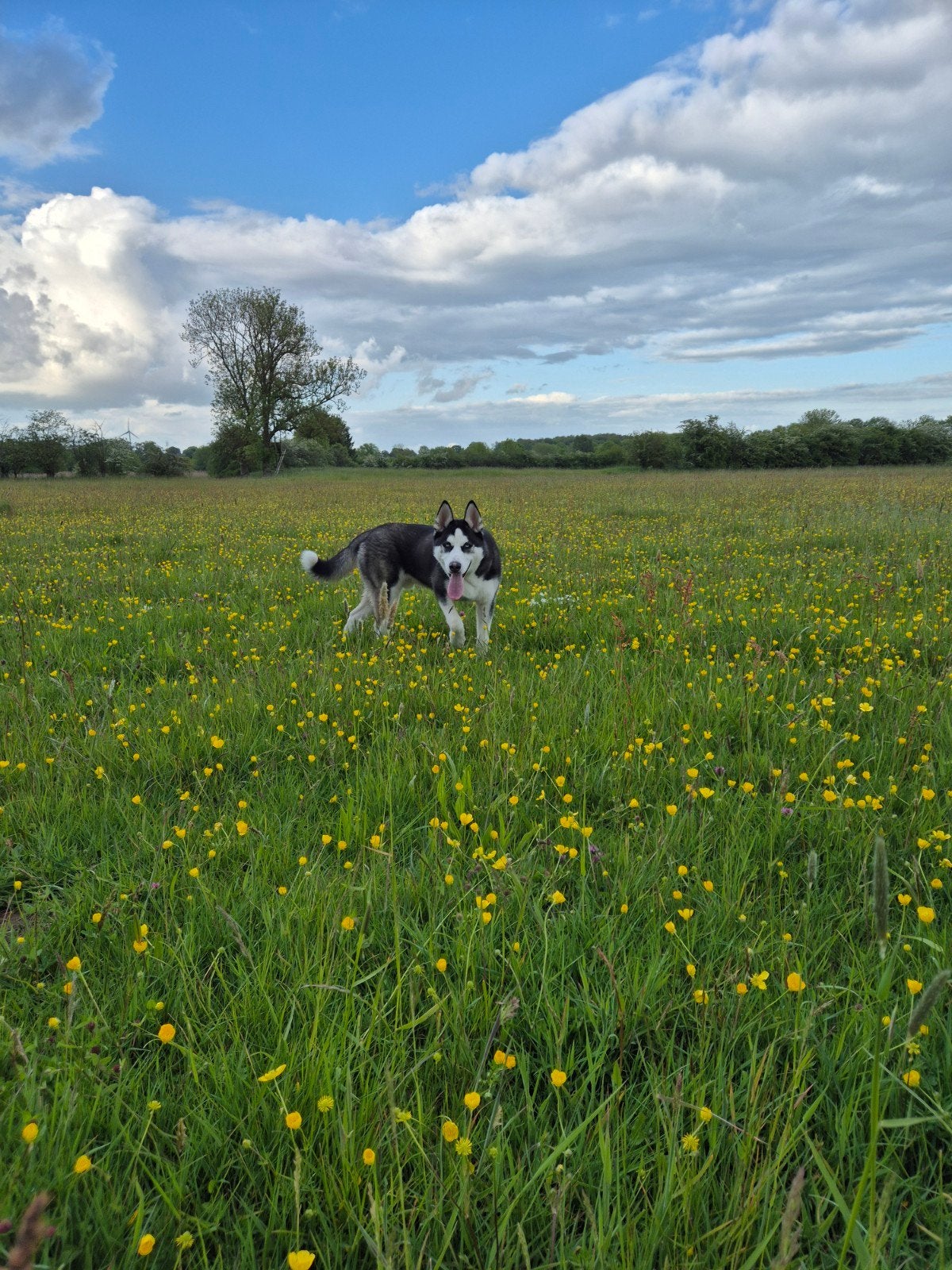 Husky (8 maanden), 15 weken tot 1 jaar, Reu, CDV (hondenziekte), Poolhond