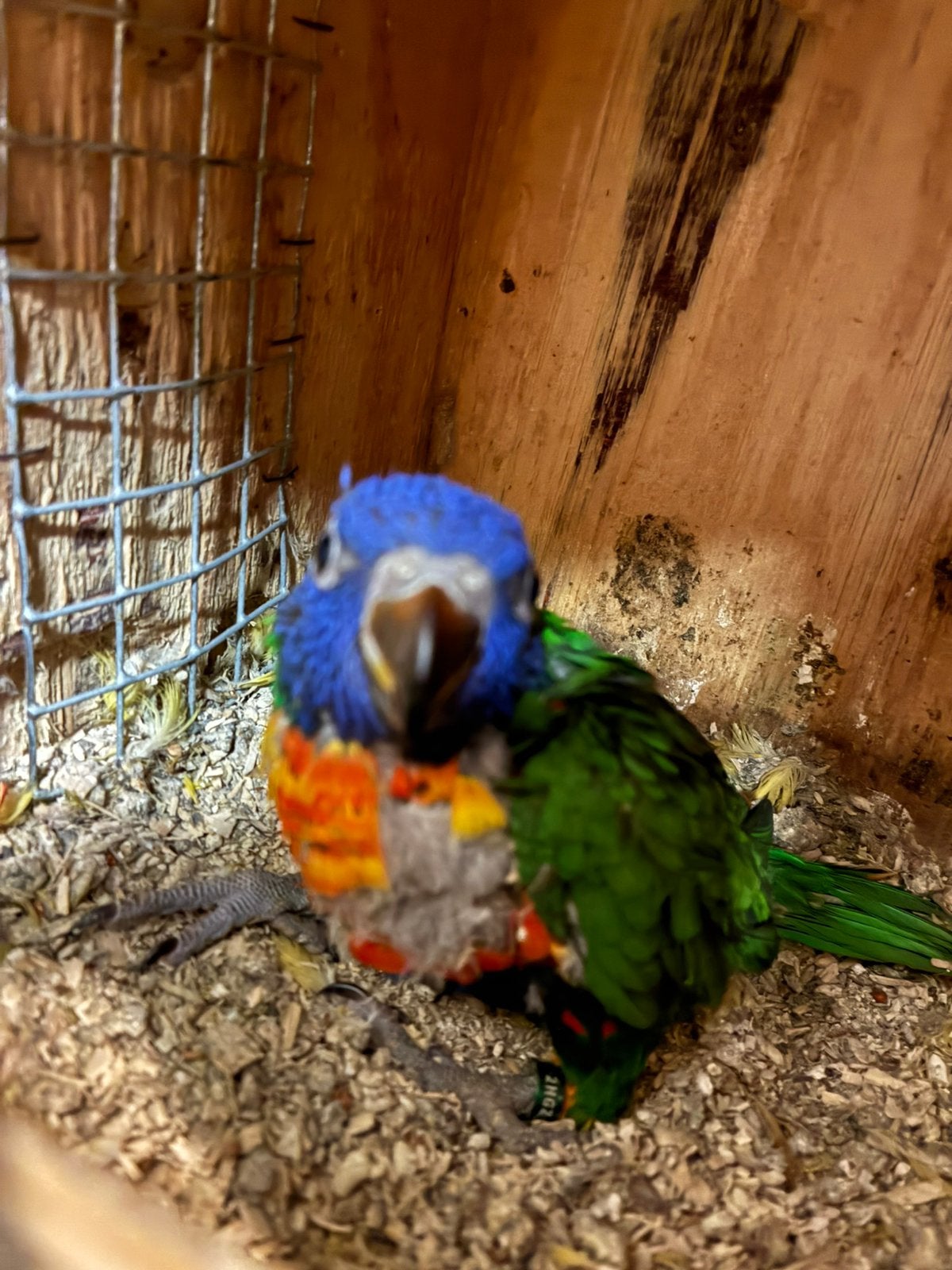 Jonge lori van de blauwe bergen, Geslacht onbekend, Papegaai