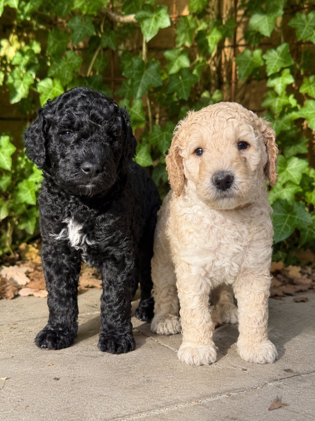 Prachtige lieve poedel puppy’s, Overige rassen, 8 tot 15 weken, Meerdere, Meerdere dieren