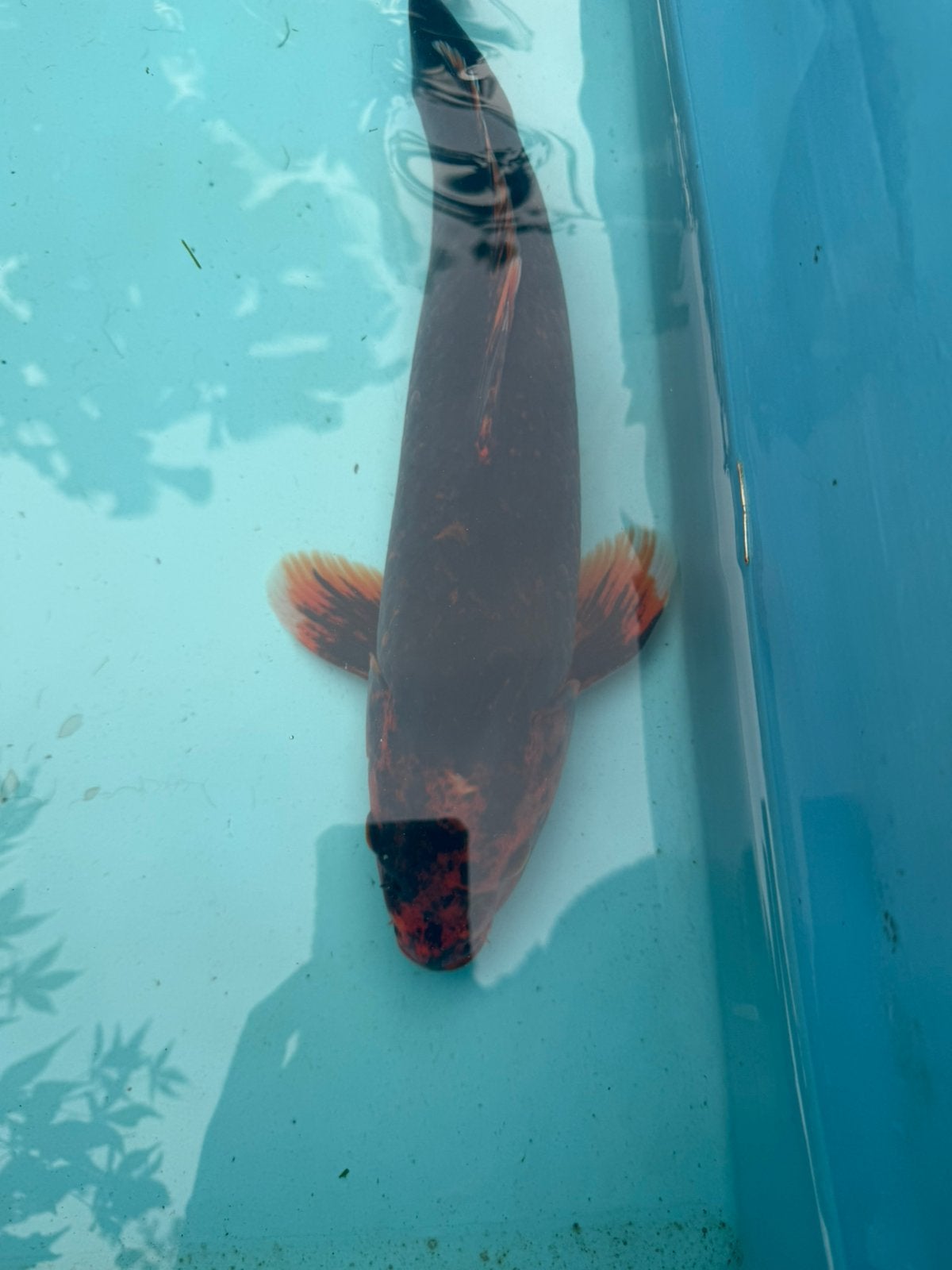 Beni Kikokuryu koi, Karper of Koi