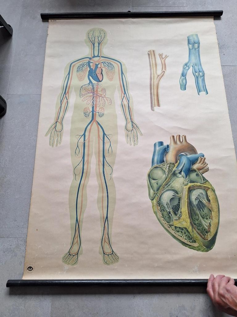 Oude schoolplaat bloedvaten, Ophalen of Verzenden, Natuur en Biologie