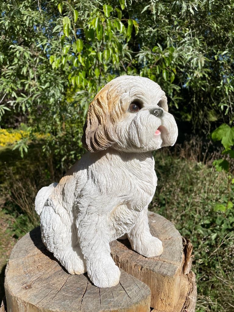 Beeld hond Shih Tzu, schoothond, tuin, gazon 30cm, Ophalen, Nieuw, Kunststof, Dierenbeeld