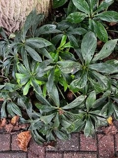 Kerstroos of Helleborus, Vaste plant, Winter, Volledige schaduw, Ophalen