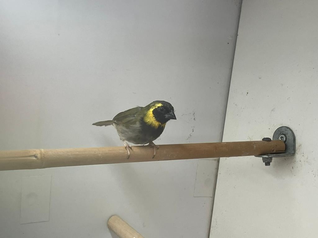 Te koop: cubavink man, Dieren en Toebehoren, Mannelijk