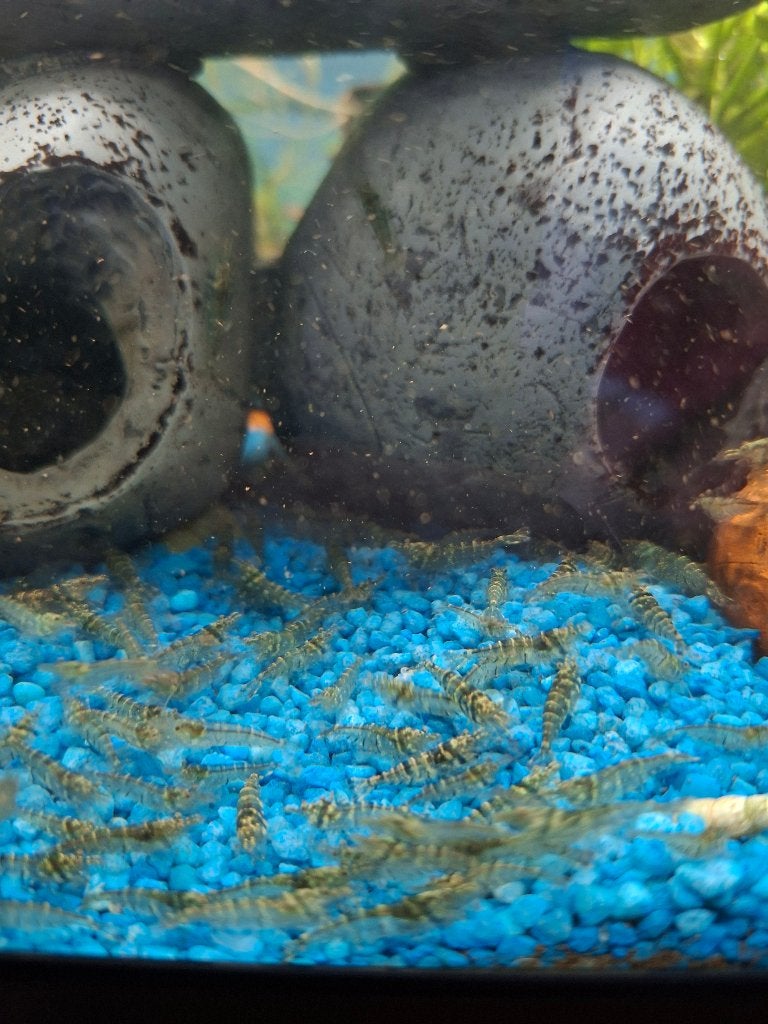 Garnaalen, Dieren en Toebehoren, Kreeft, Krab of Garnaal, Zoetwatervis