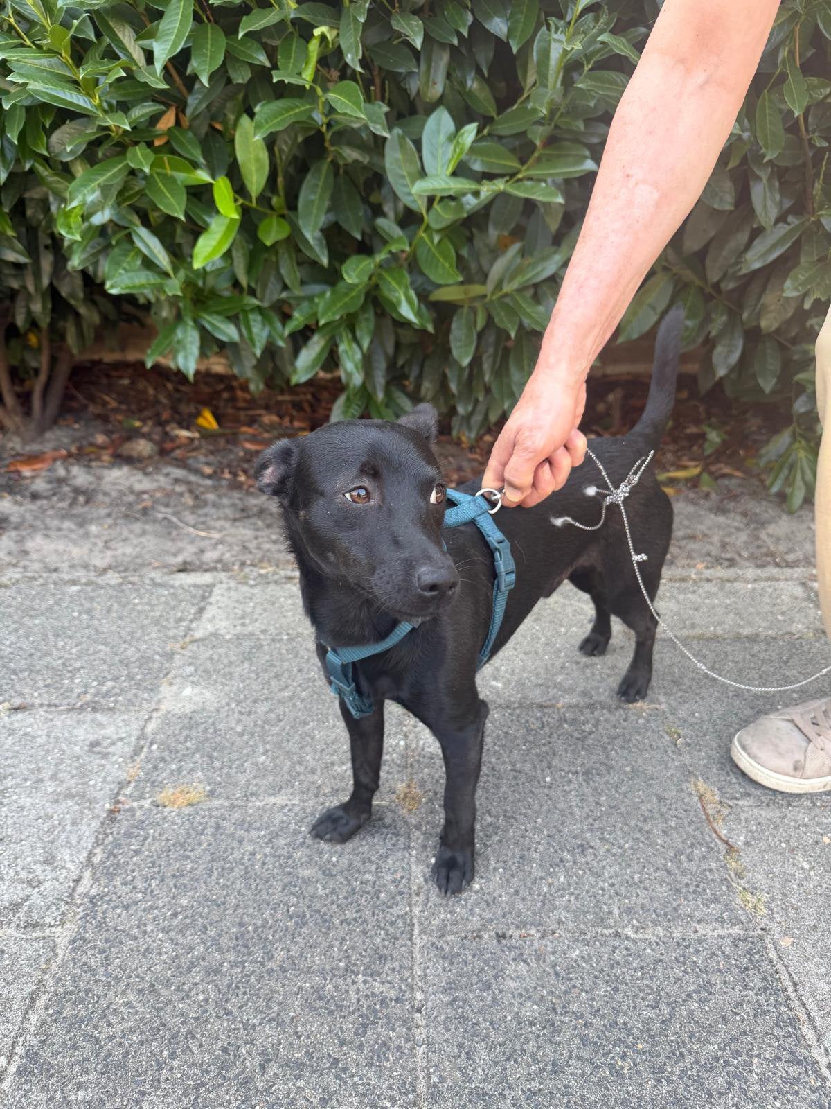 Kruising Pinscher, Dieren en Toebehoren, Honden | Niet-rashonden, Particulier, Reu, Buitenland, Eén hond
