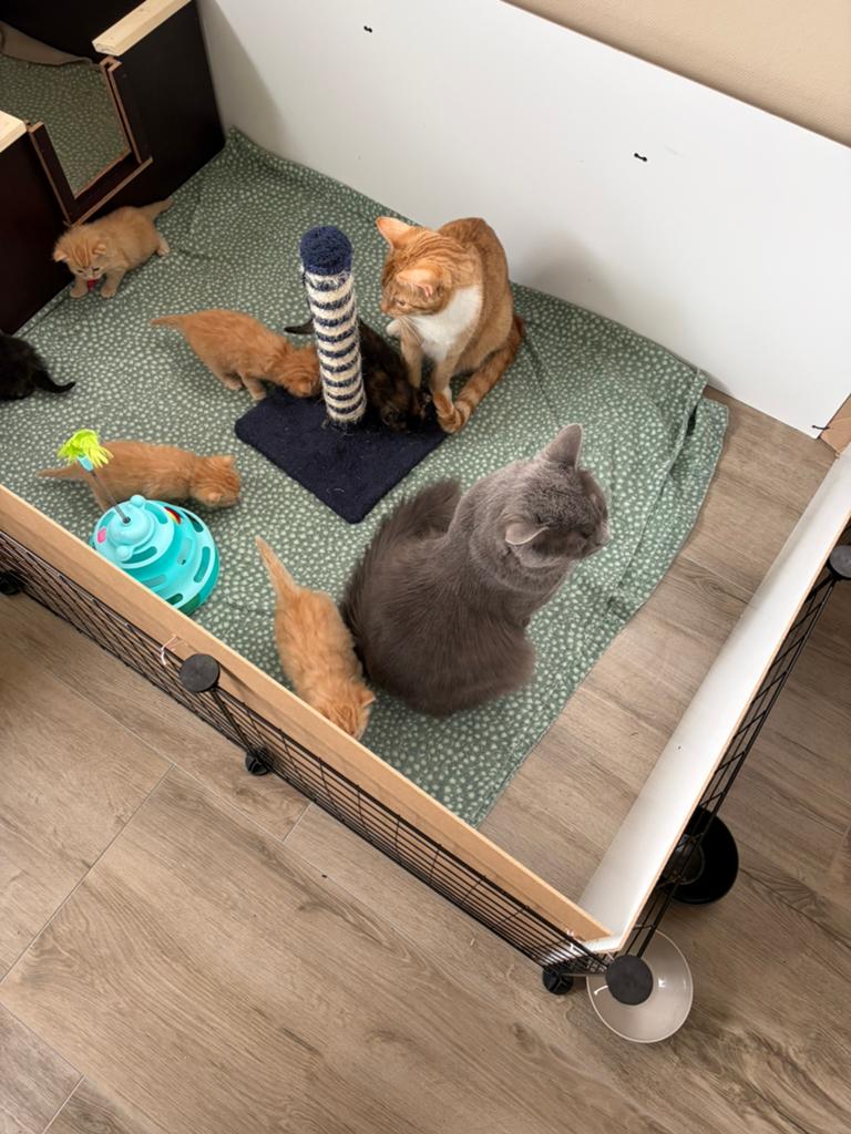 Maincoon x Ragdoll kittens., Meerdere dieren, 0 tot 2 jaar
