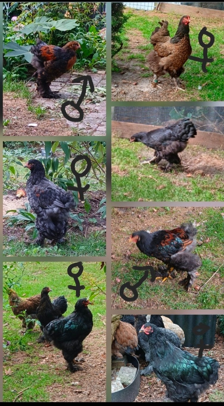 TE KOOP brahma's va 4 maanden, Dieren en Toebehoren, Pluimvee, Vrouwelijk, Kip