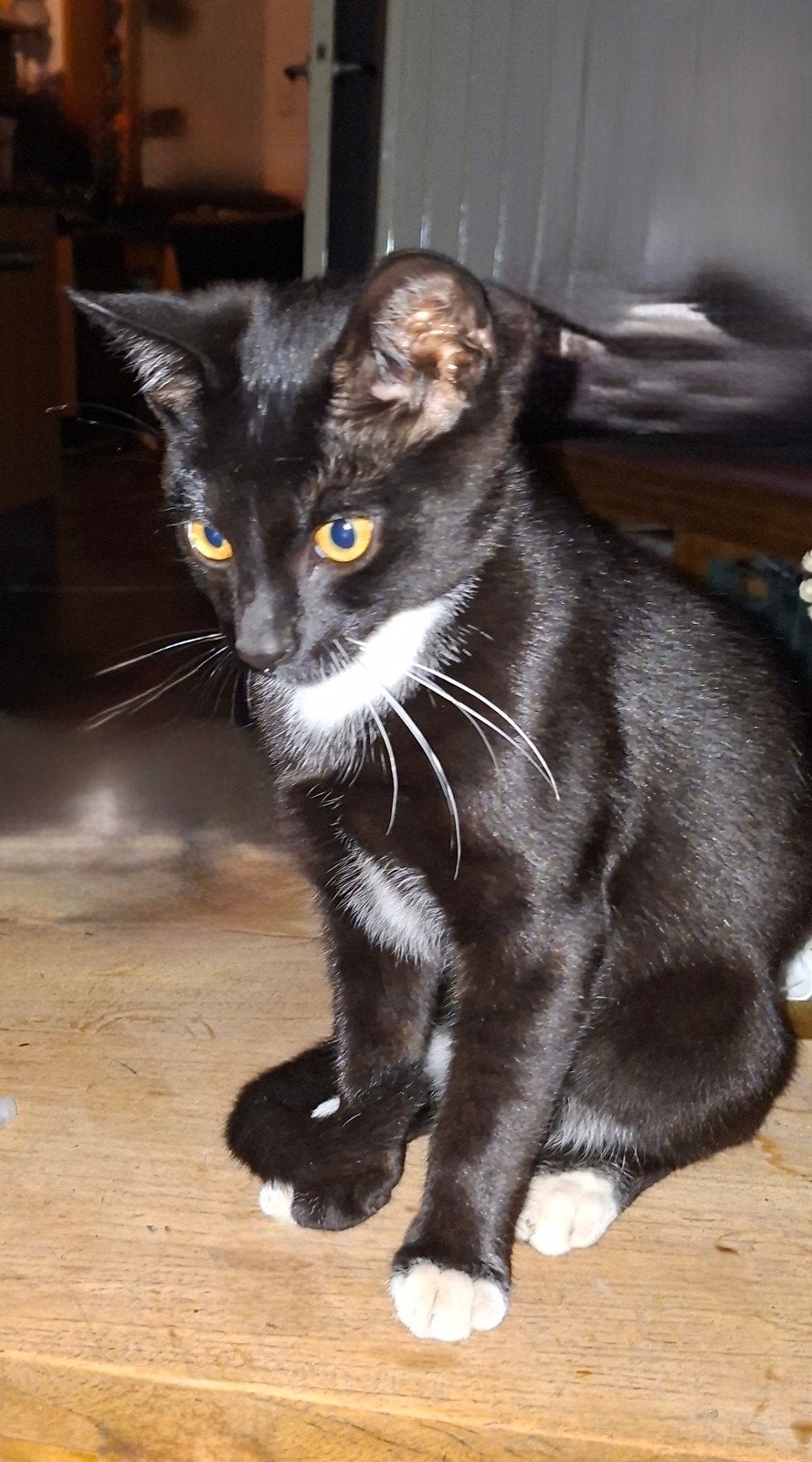Een hele lieve kitten!, Dieren en Toebehoren, Katten en Kittens | Overige Katten, Poes, Kortharig, 0 tot 2 jaar
