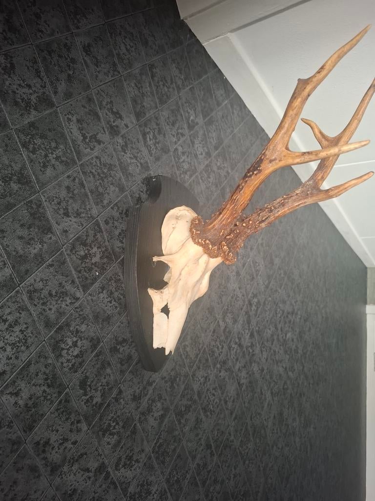 Hertenkop decoratie, Ophalen of Verzenden, Natuurlijk materiaal, Bruin, Landelijk