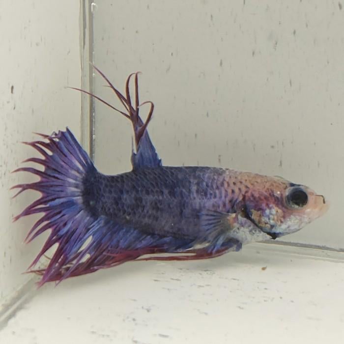 Betta splendens man 49, Dieren en Toebehoren, Vis