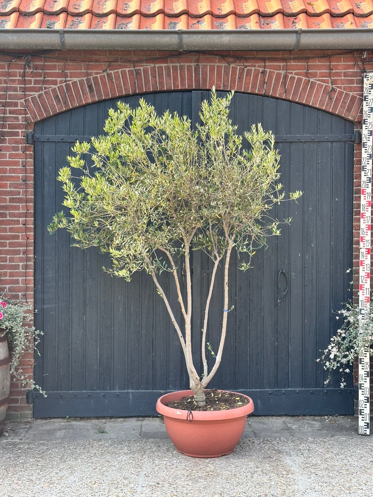 Meerstammige olijfboom. (+/- 2 meter hoog), Bloeit niet, 100 tot 250 cm, Olijfboom, Ophalen