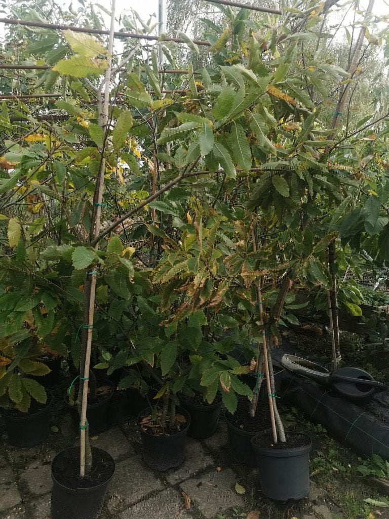 Kastanje bomen, Overige soorten, 250 tot 400 cm, Zomer, Ophalen