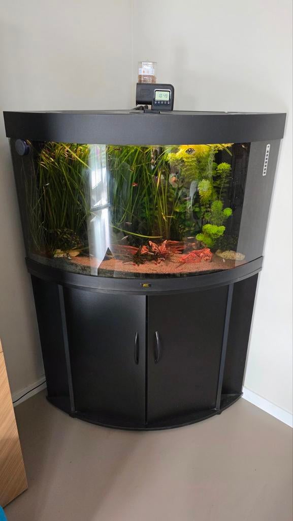 juwel 190 hoek aquarium compleet met app bediend verlichting, Ophalen, Zo goed als nieuw, Gevuld zoetwateraquarium