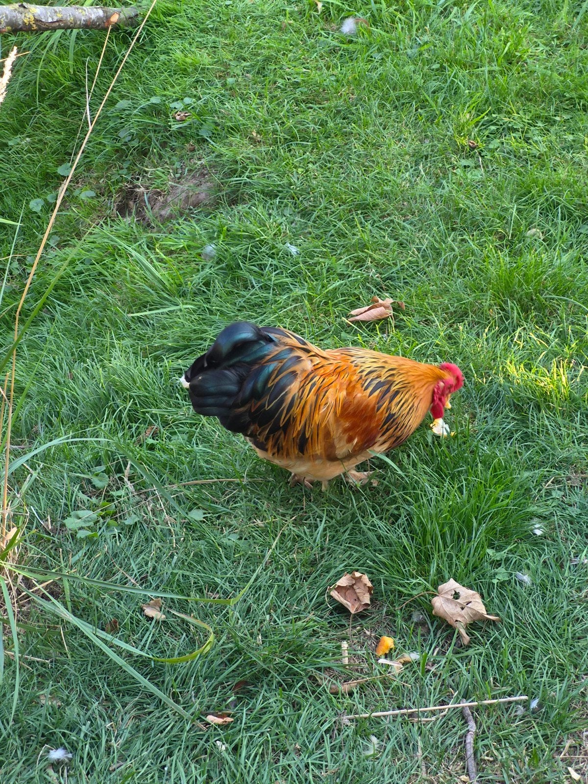 Krielhanen GRATIS, Dieren en Toebehoren, Mannelijk, Kip