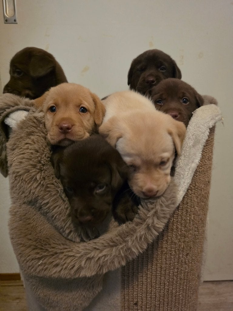 Raszuivere Labrador pups, 8 tot 15 weken, Labrador retriever, Parvo, Meerdere